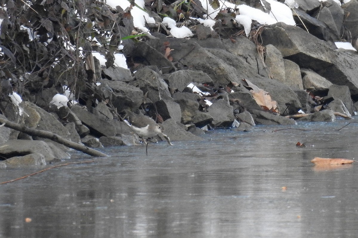 Spotted Sandpiper - ML646012126