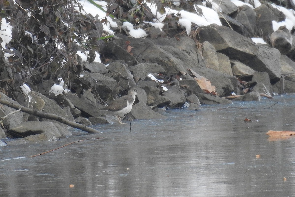 Spotted Sandpiper - ML646012127