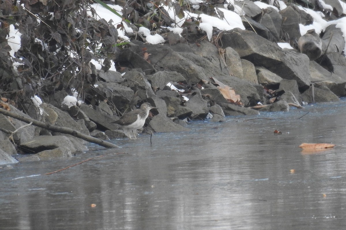 Spotted Sandpiper - ML646012128