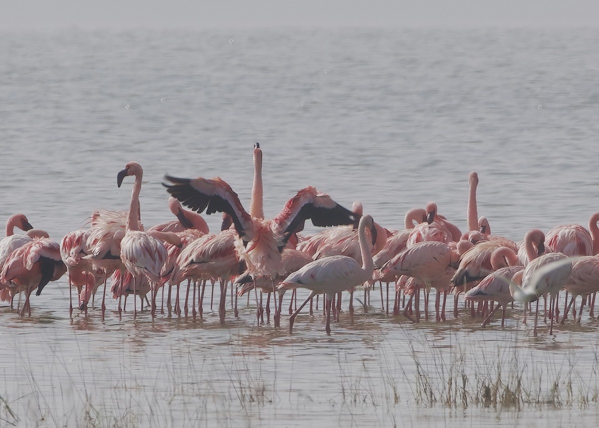 Zwergflamingo - ML646012129