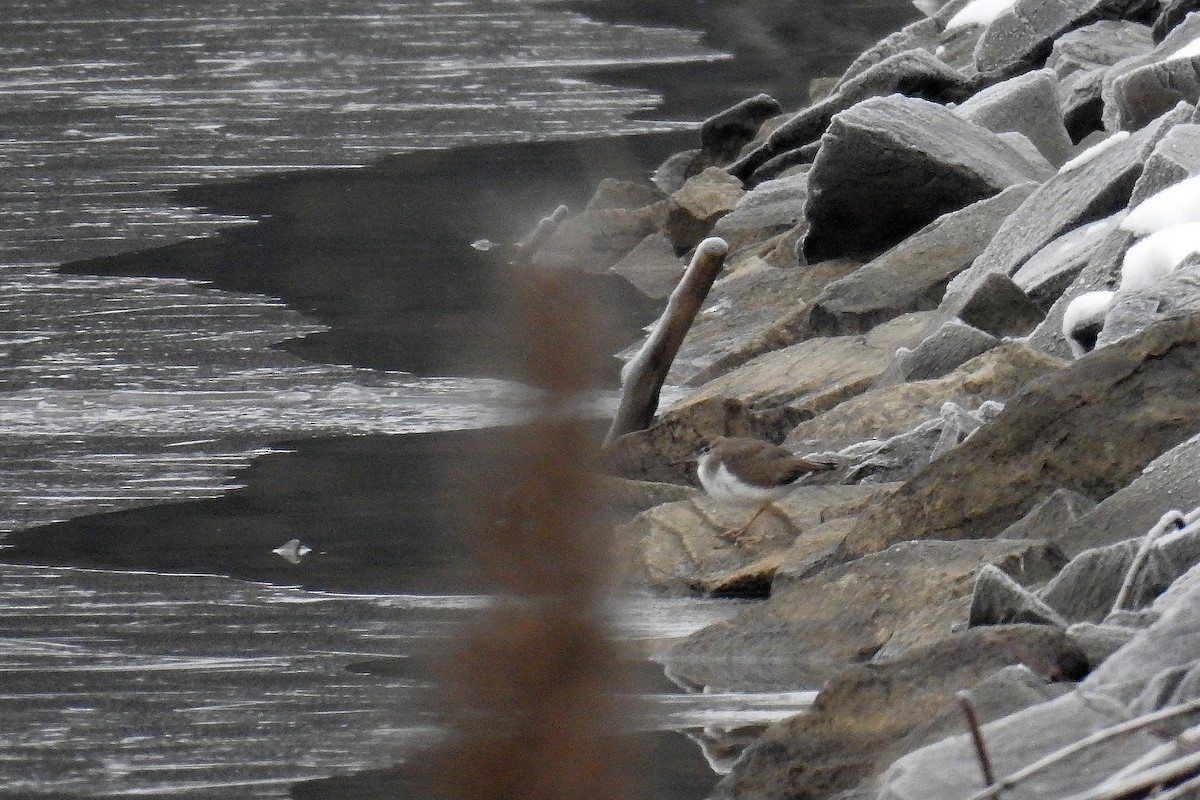 Spotted Sandpiper - ML646012130
