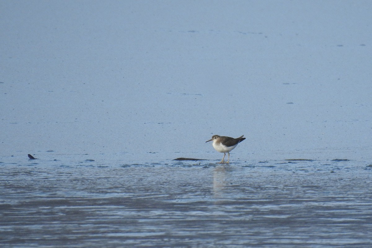 Spotted Sandpiper - ML646012132