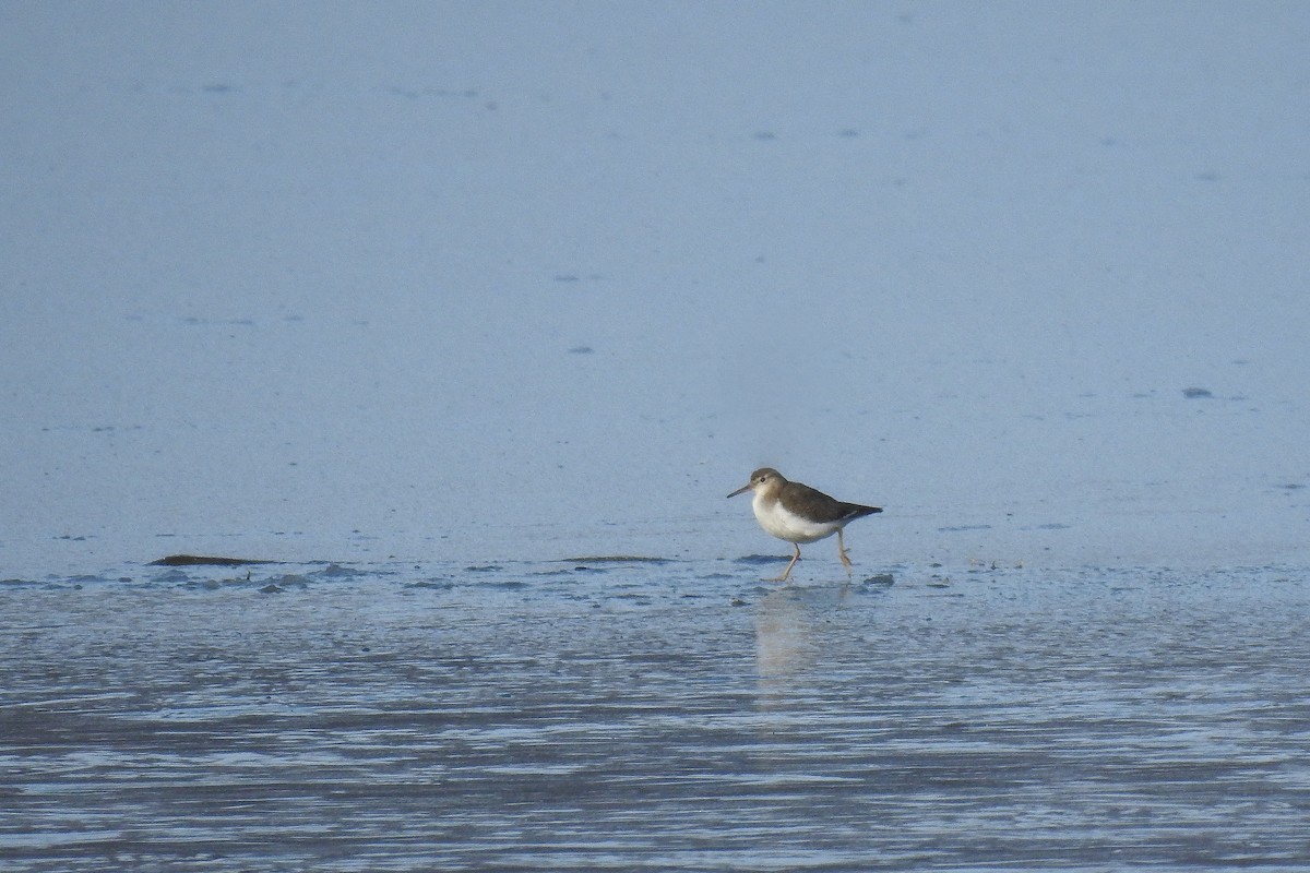 Spotted Sandpiper - ML646012133