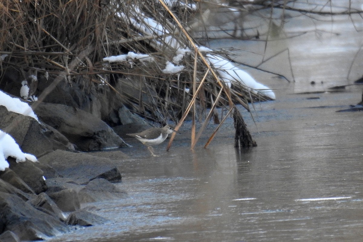 Spotted Sandpiper - ML646012134
