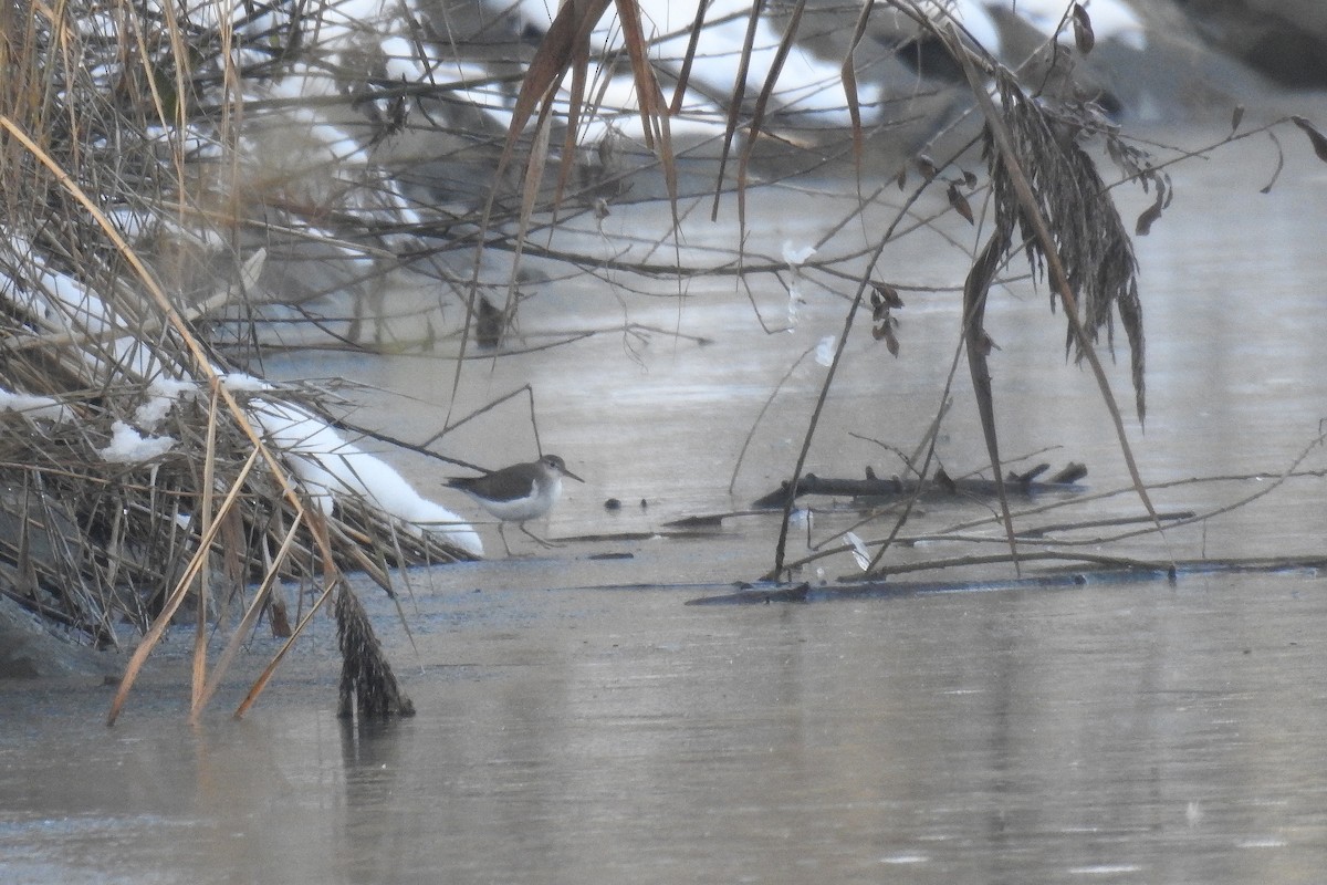 Spotted Sandpiper - ML646012135