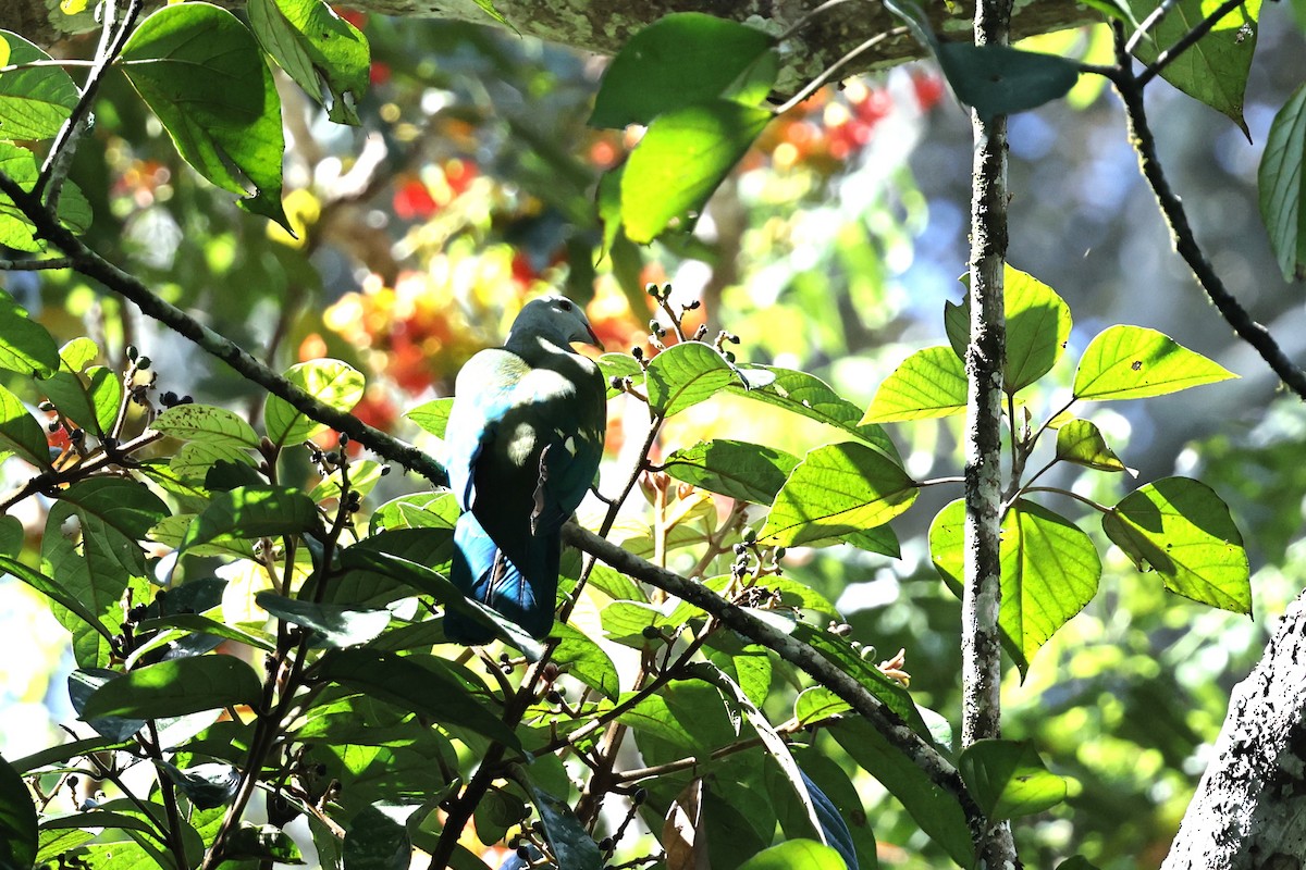 Wompoo Fruit-Dove - ML646012144