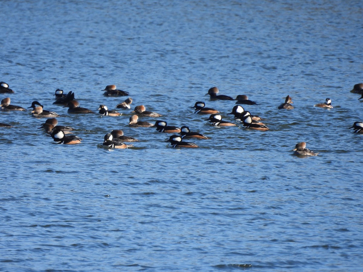 Hooded Merganser - ML646012159