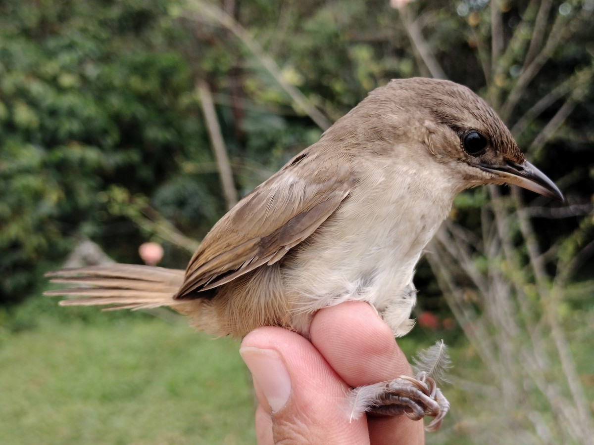 Plain Thornbird - ML646012160