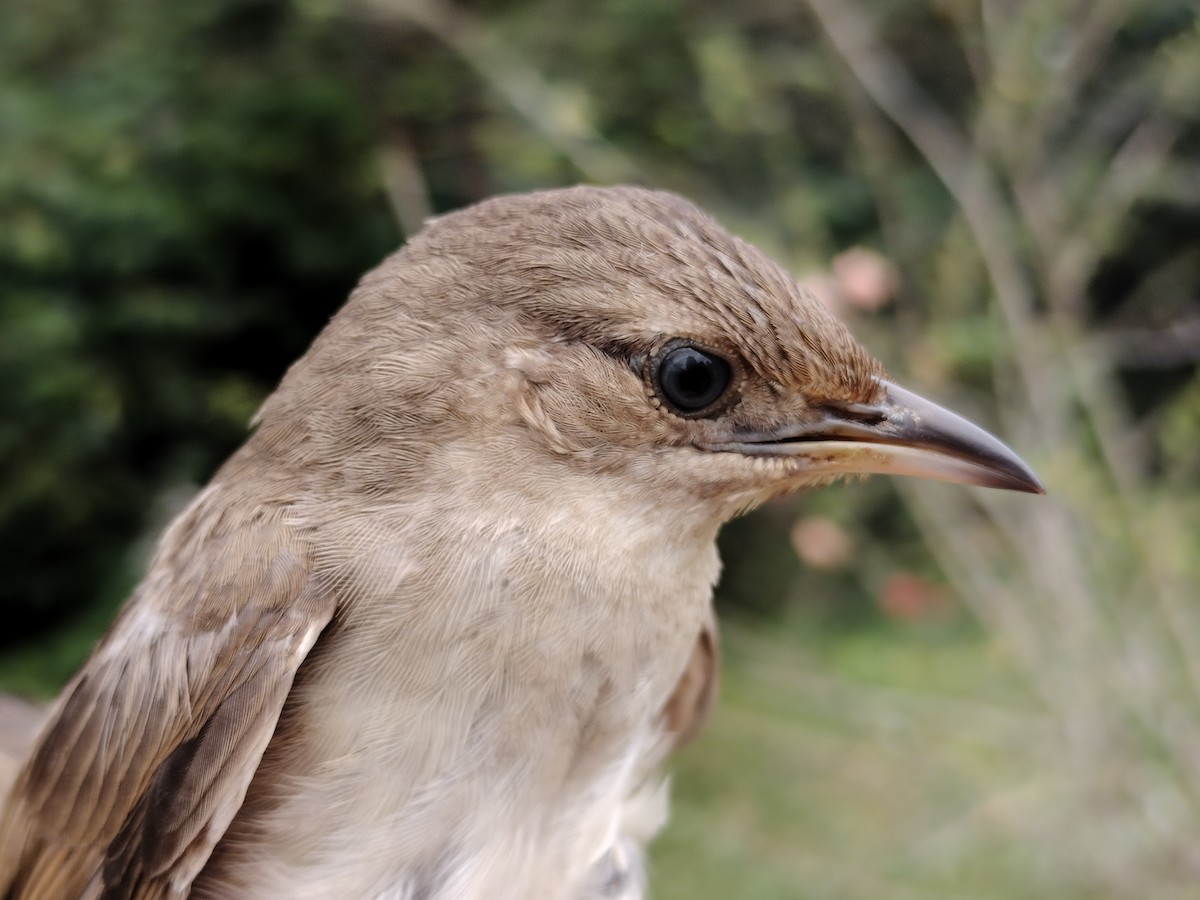 Plain Thornbird - ML646012161