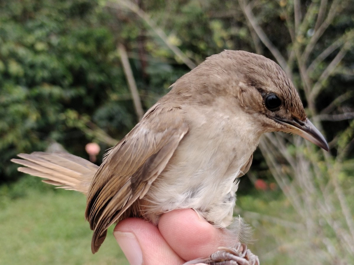 Plain Thornbird - ML646012162