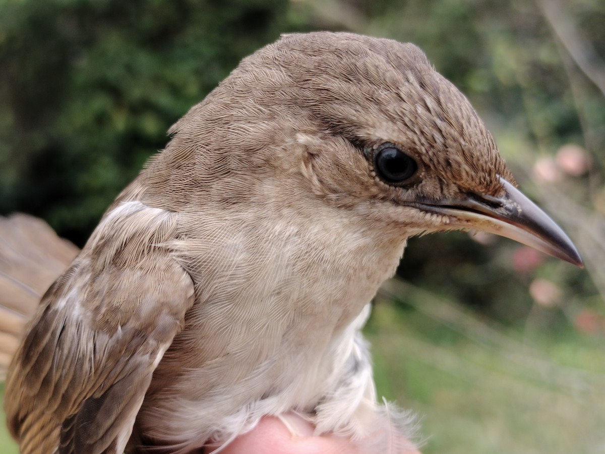 Plain Thornbird - ML646012163