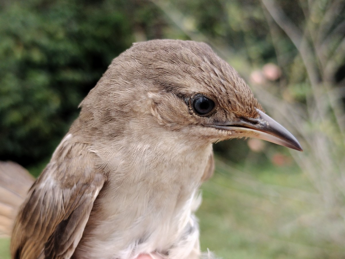 Plain Thornbird - ML646012164