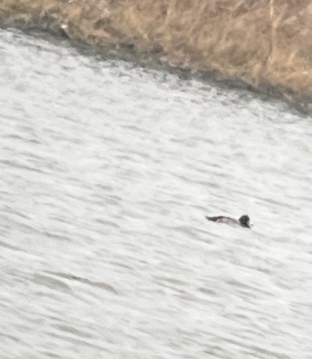 Greater Scaup - ML646012165