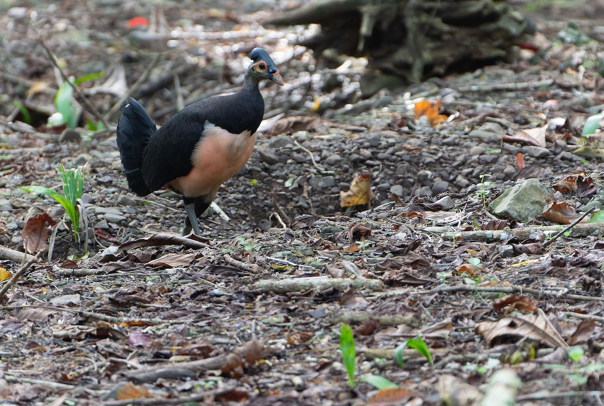 tabon přílbový - ML646012166