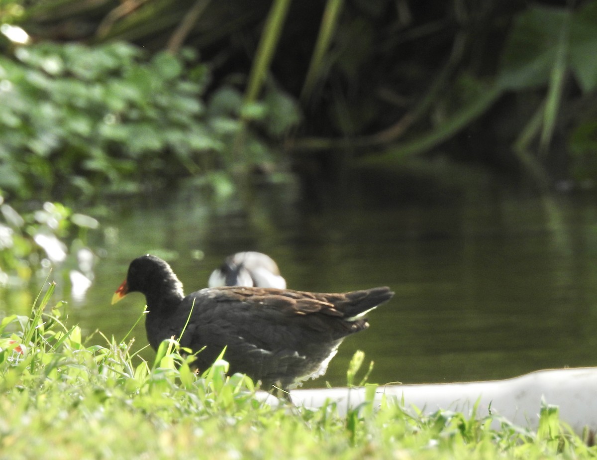 Common Gallinule - ML646012173