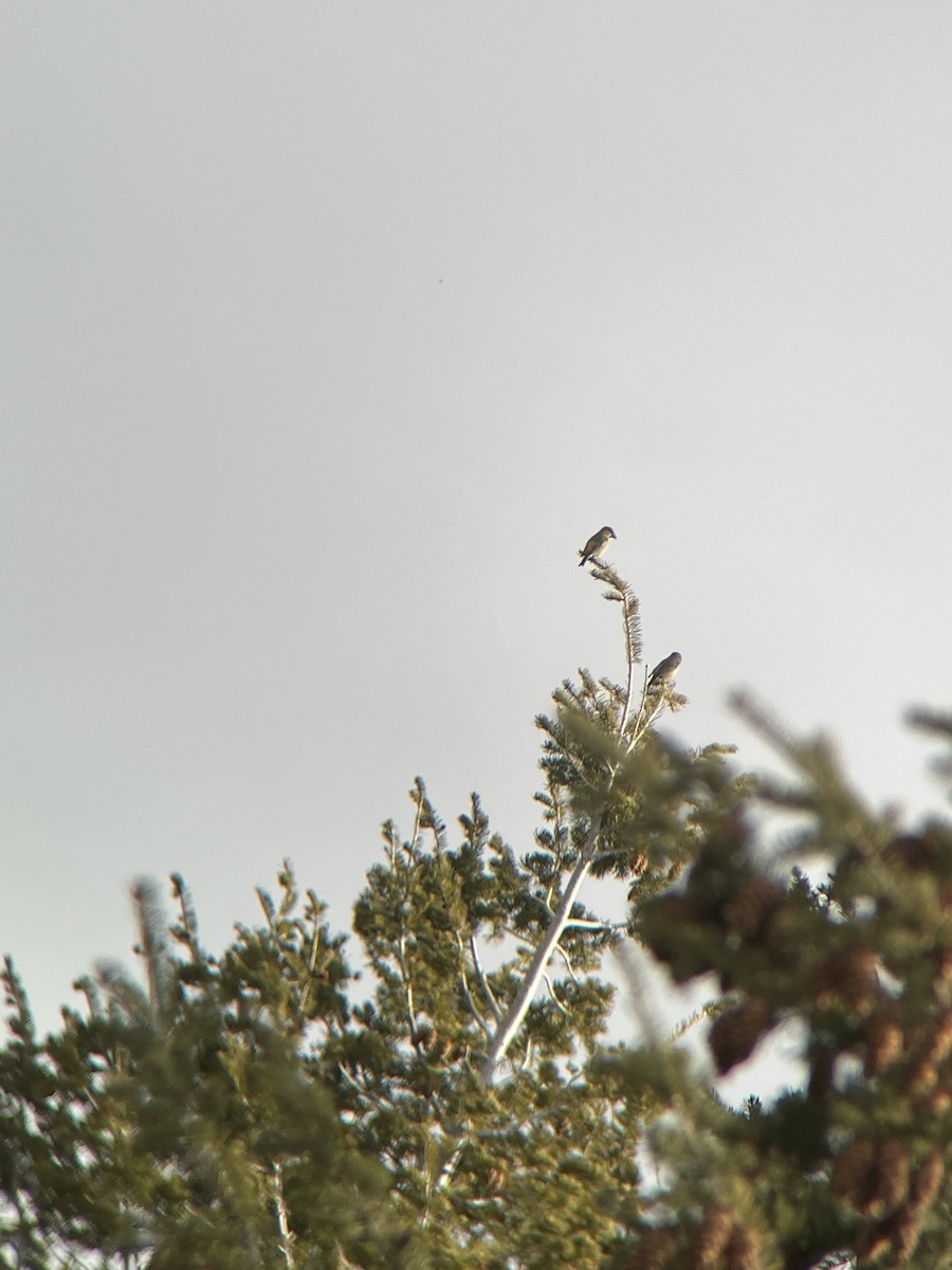 Red Crossbill - ML646012177