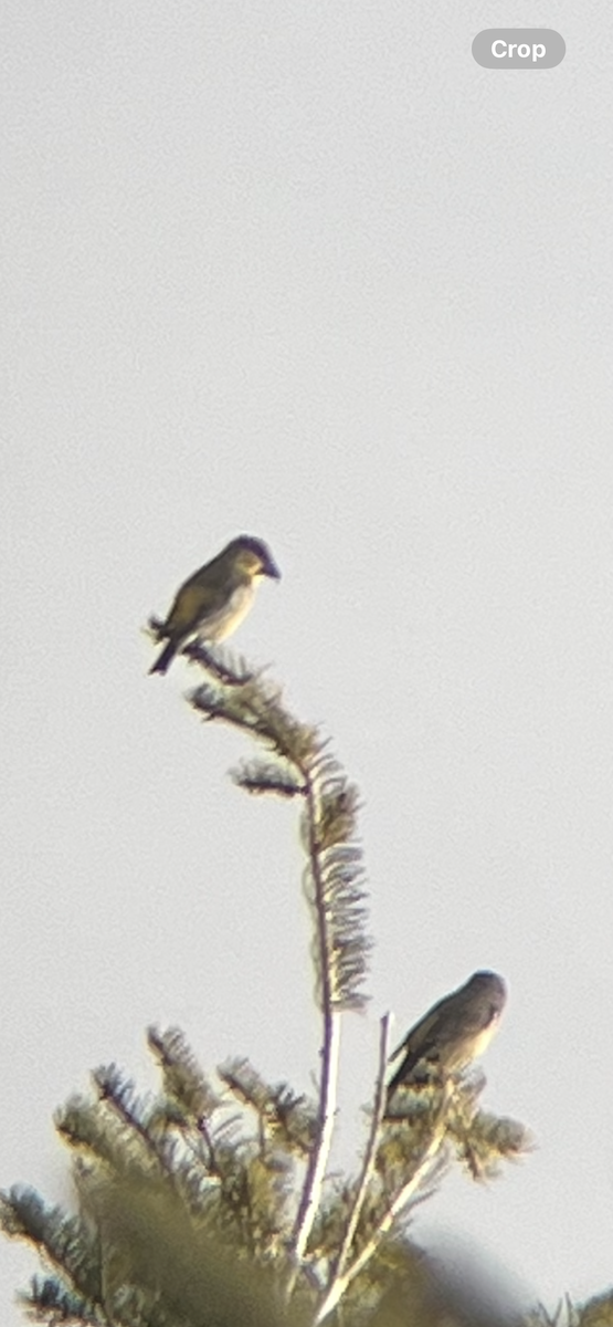 Red Crossbill - ML646012178