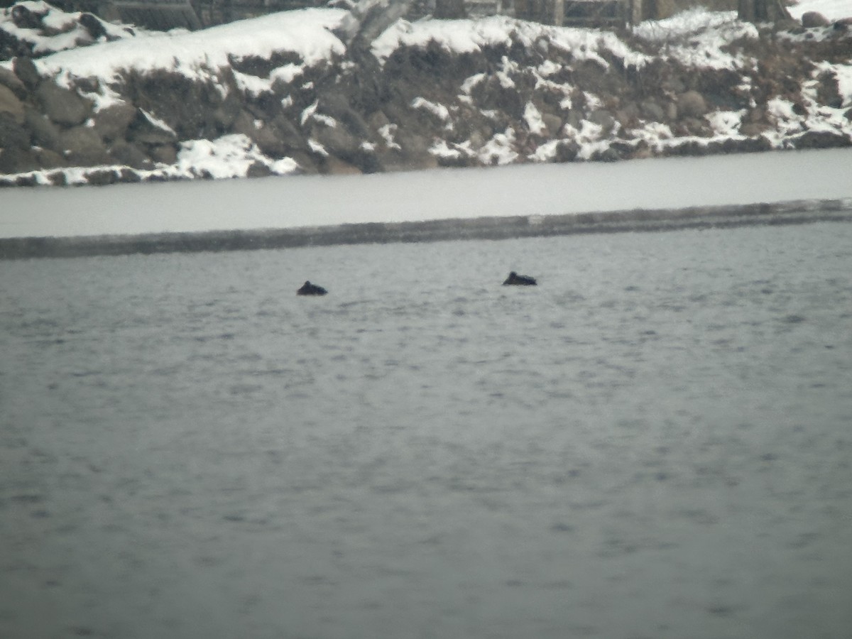 White-winged Scoter - ML646012183