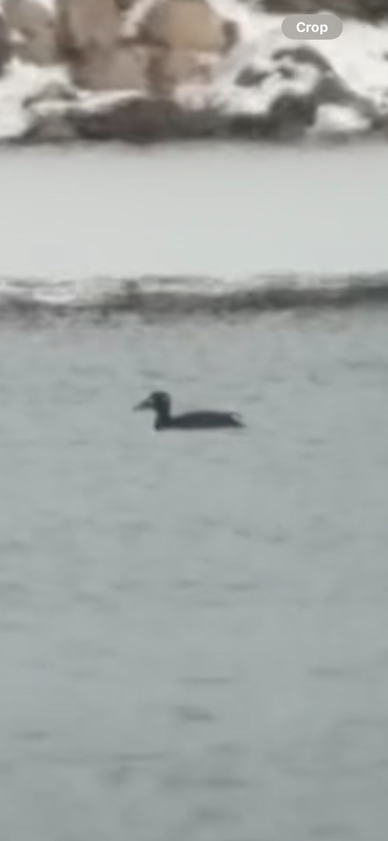 White-winged Scoter - ML646012184