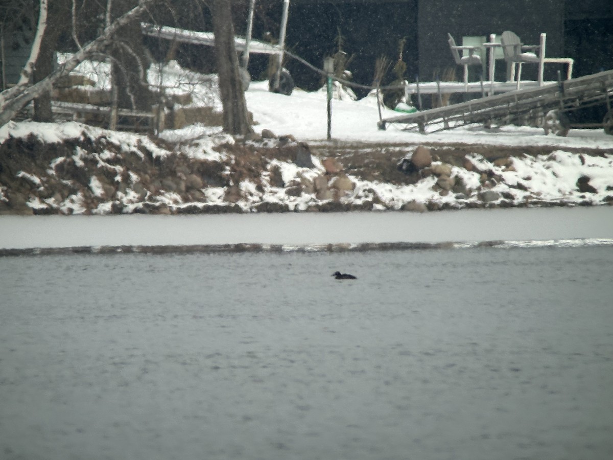 White-winged Scoter - ML646012185