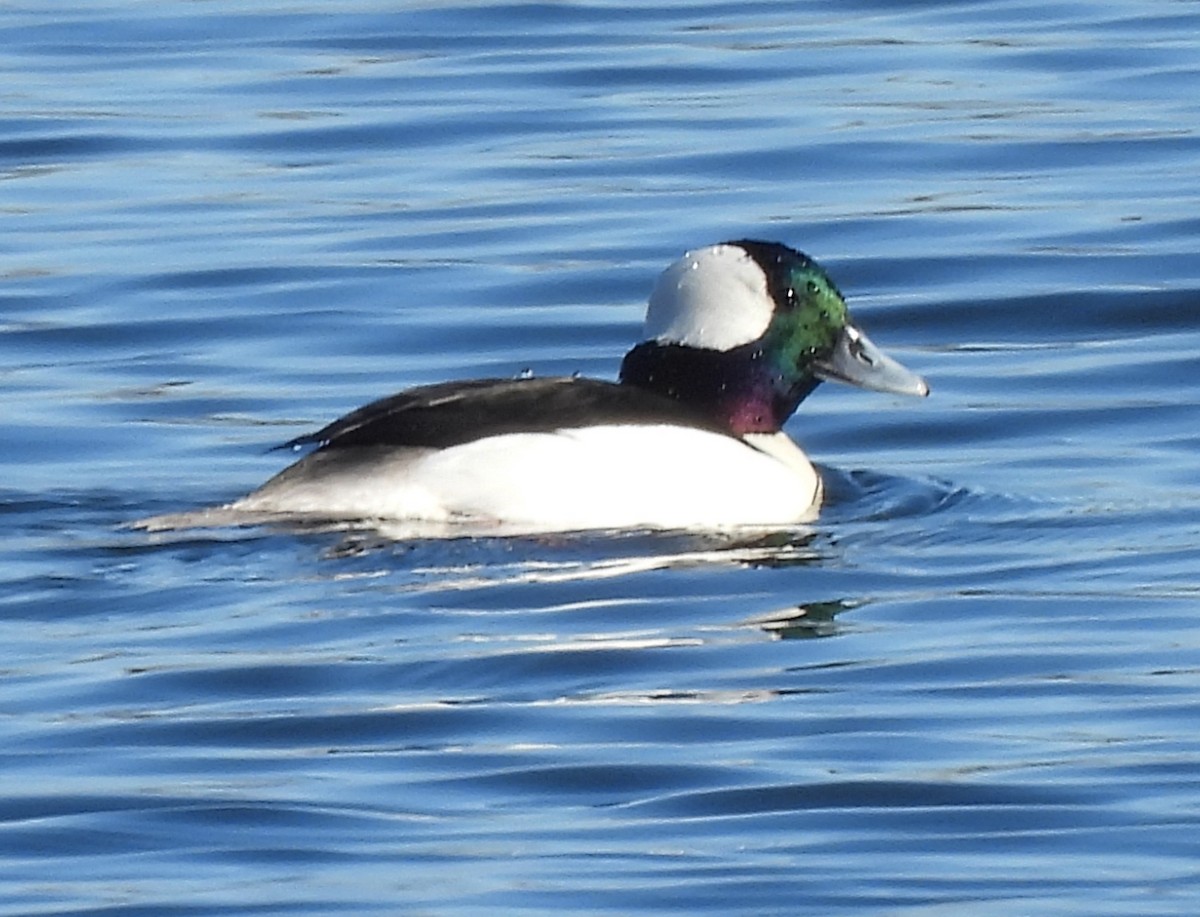 Bufflehead - ML646012188