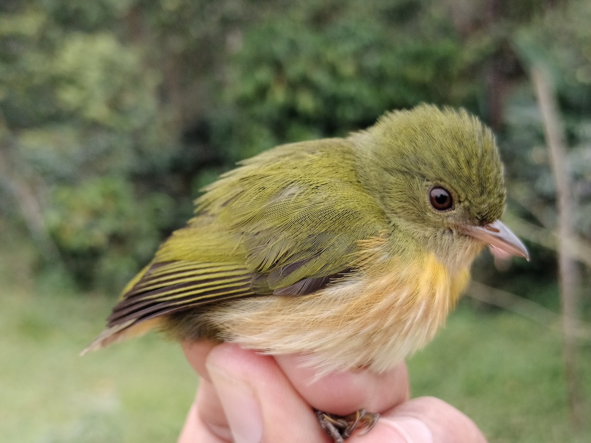 Striolated Manakin - ML646012189