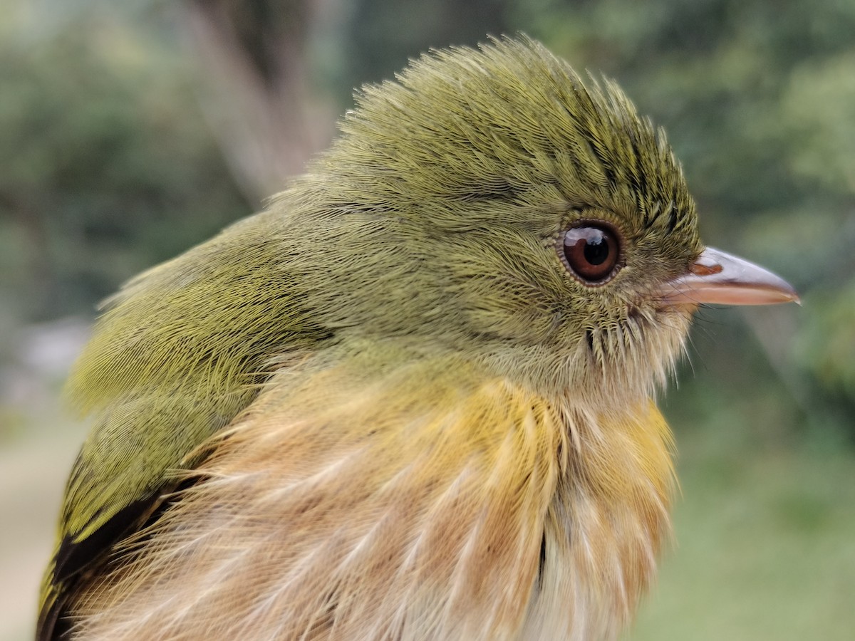 Striolated Manakin - ML646012190