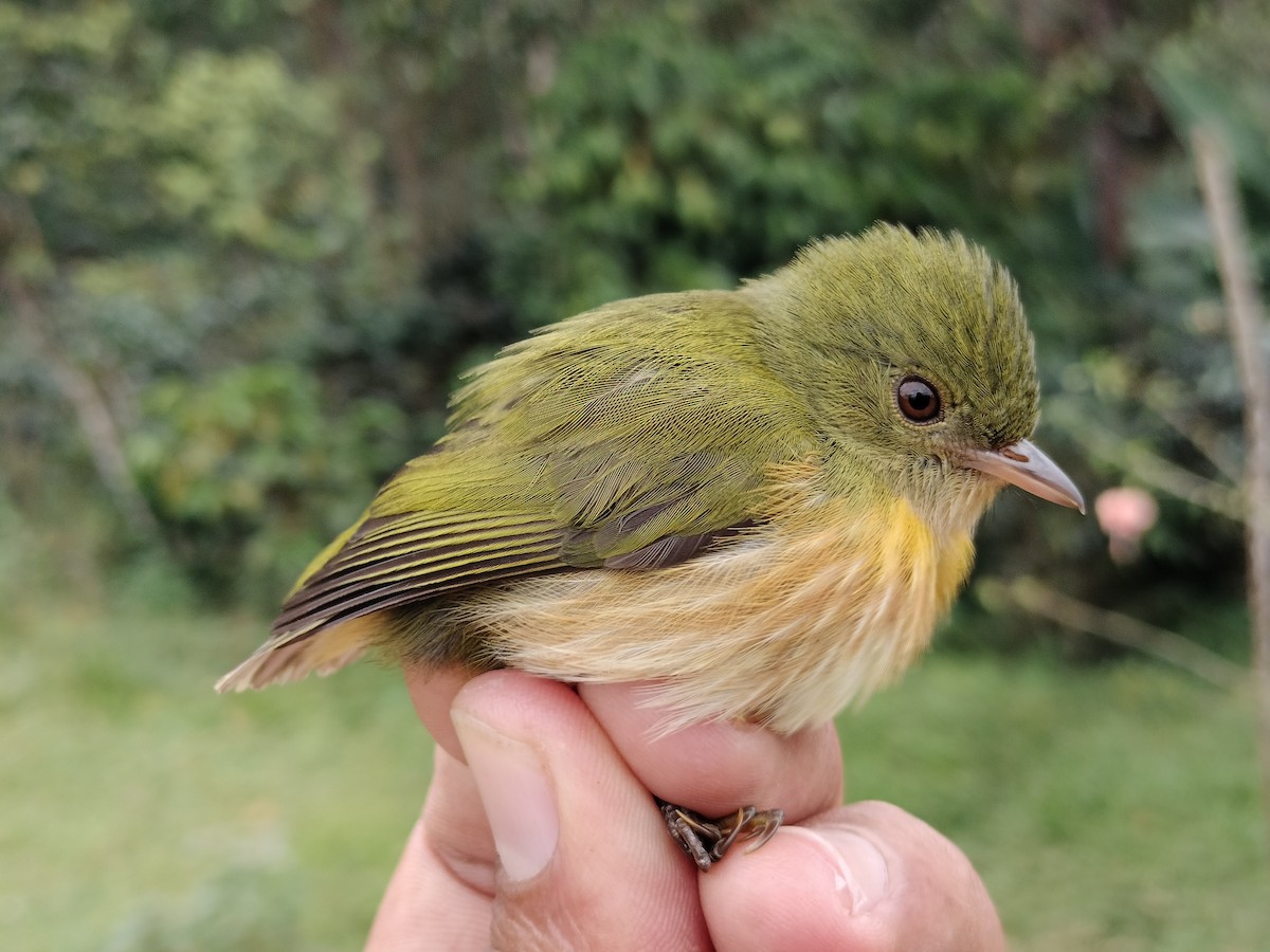 Striolated Manakin - ML646012191
