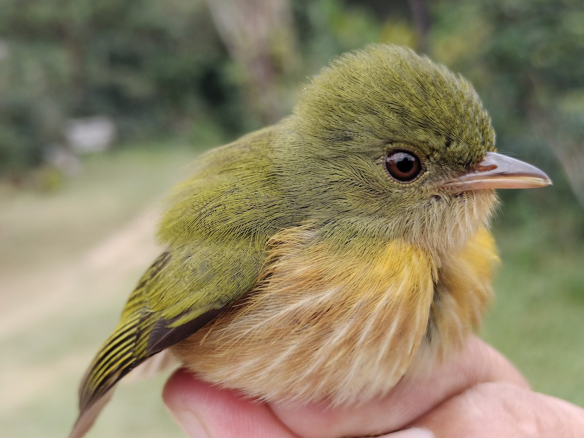 Striolated Manakin - ML646012192