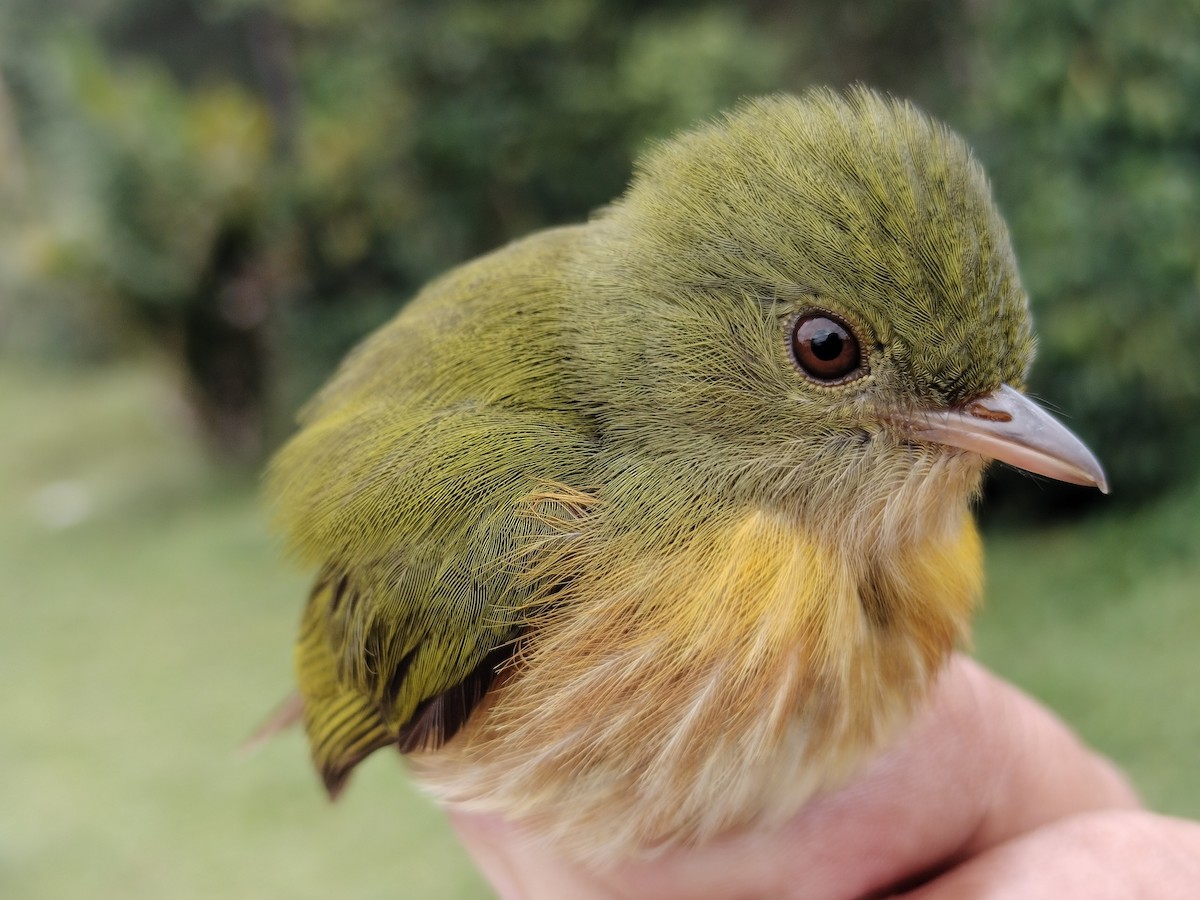 Striolated Manakin - ML646012193