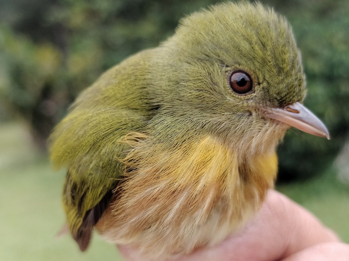 Striolated Manakin - ML646012194