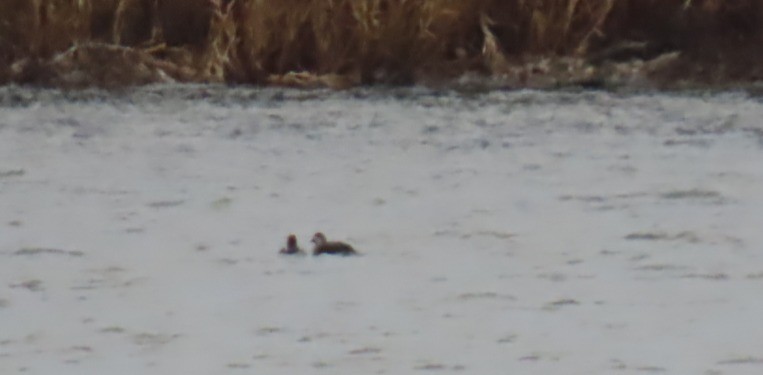 Long-tailed Duck - ML646012195