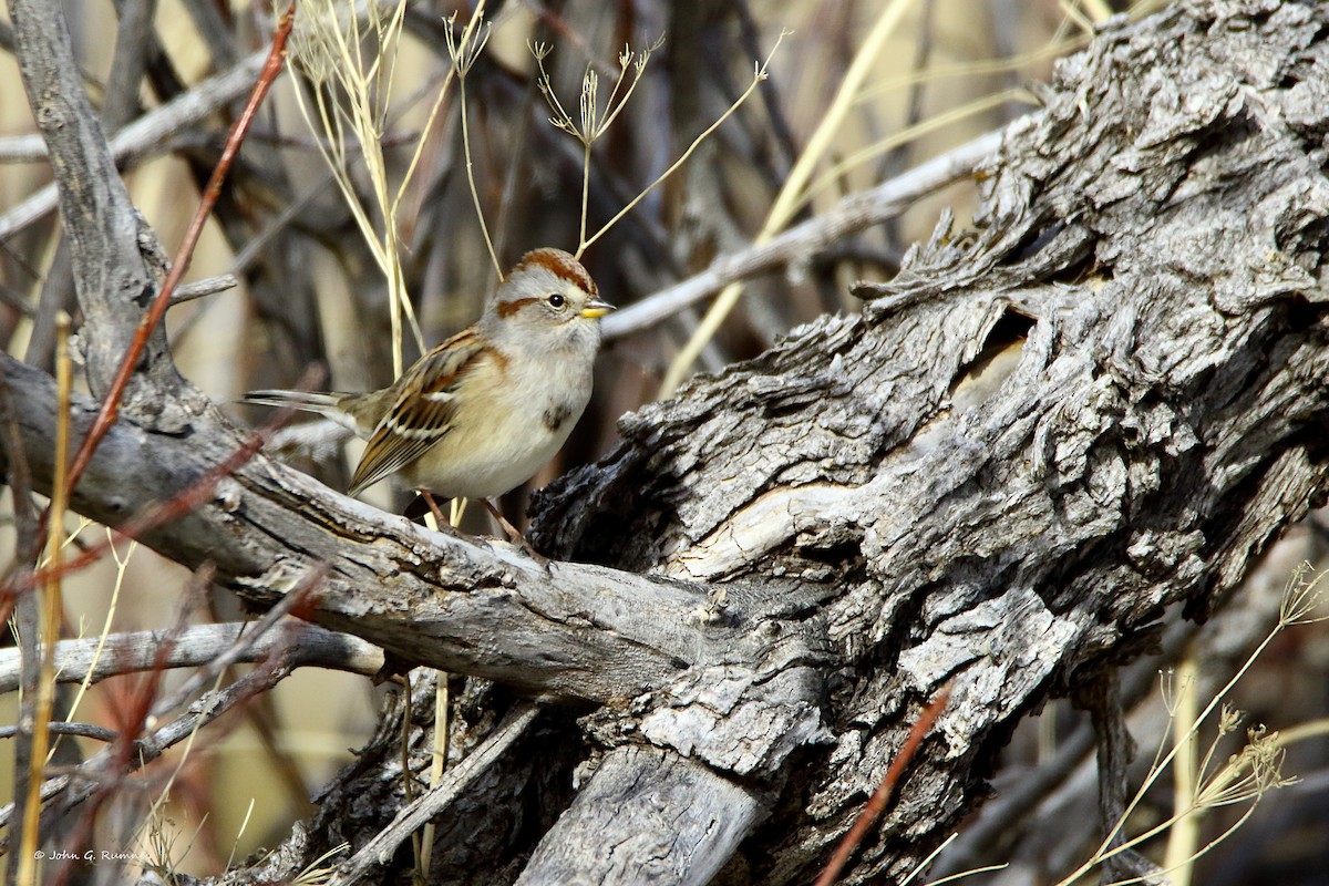 American Tree Sparrow - ML646012199