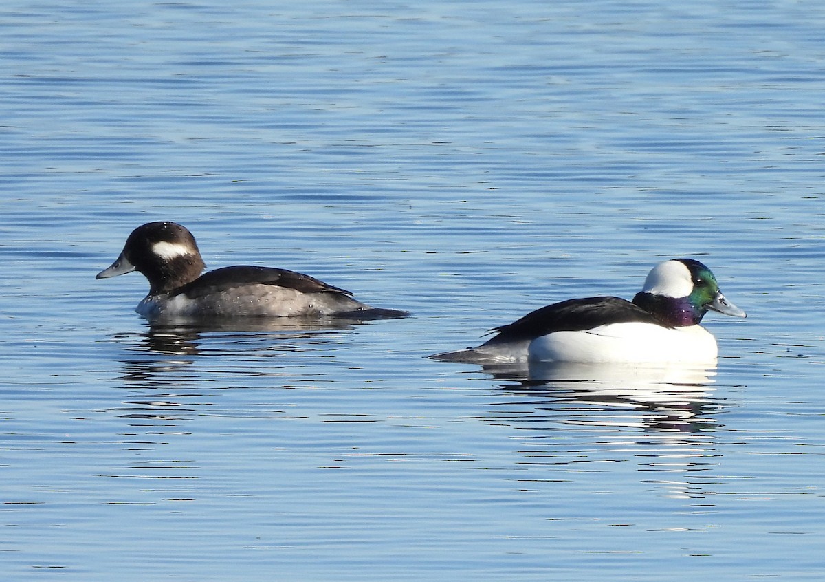 Bufflehead - ML646012200