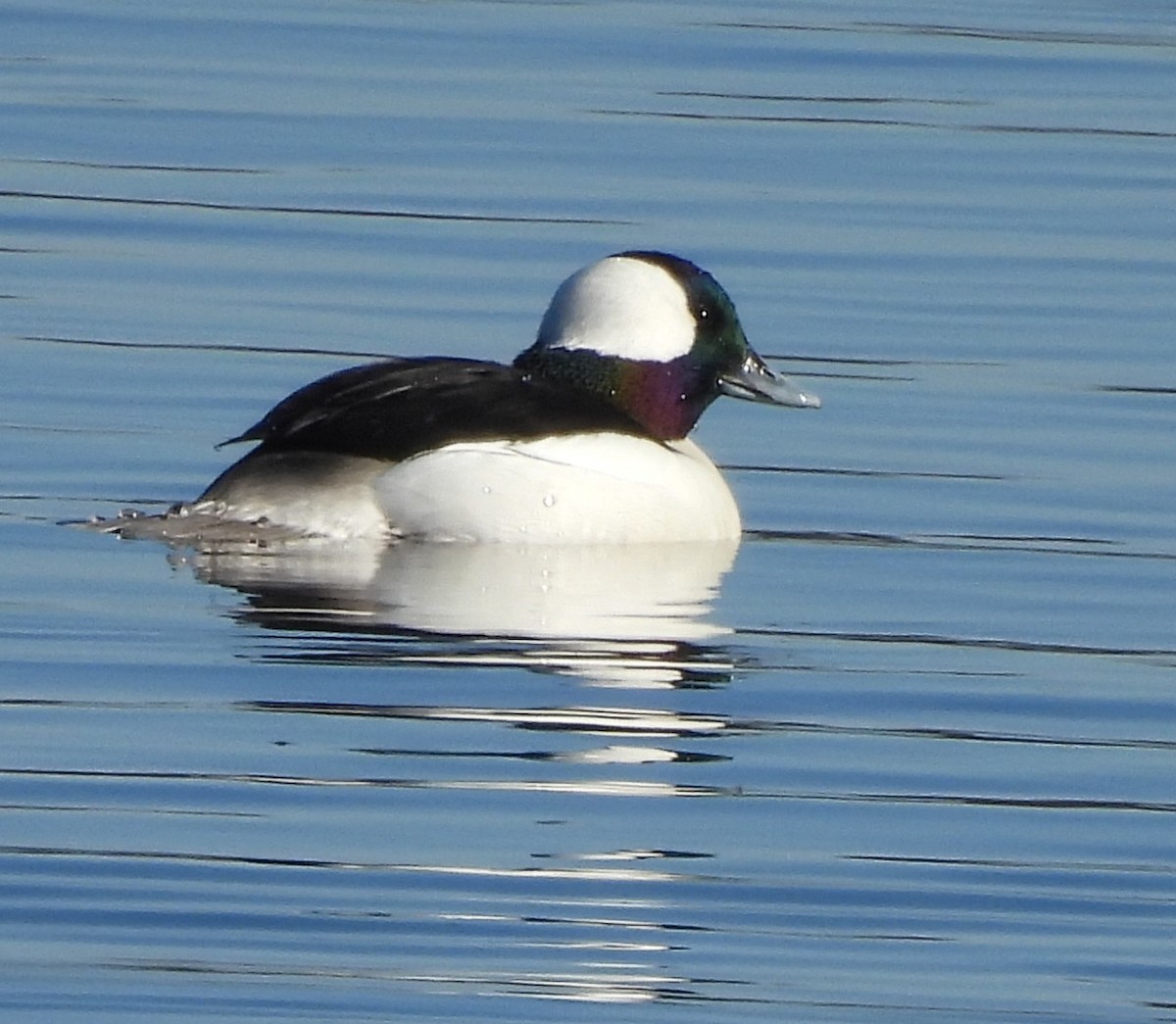 Bufflehead - ML646012207