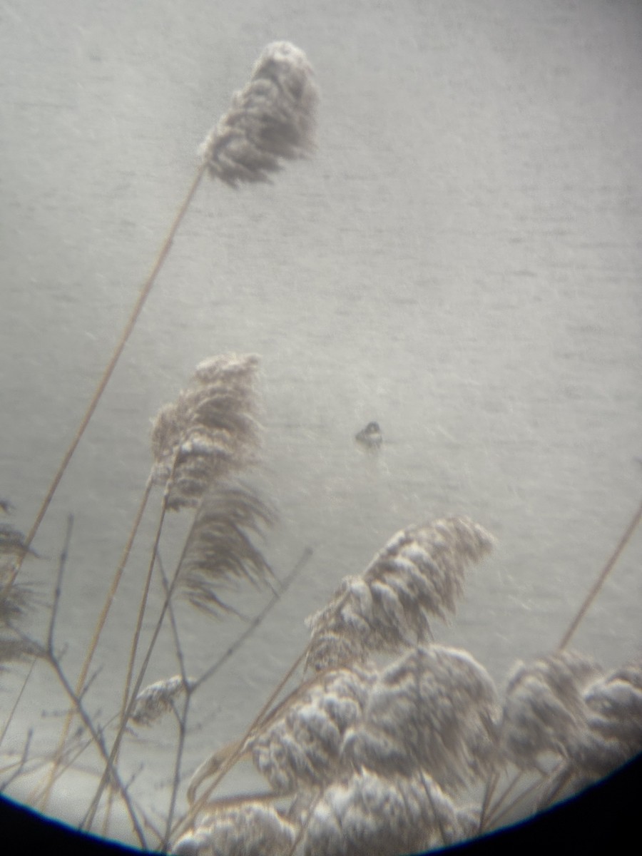 Bufflehead - ML646012216