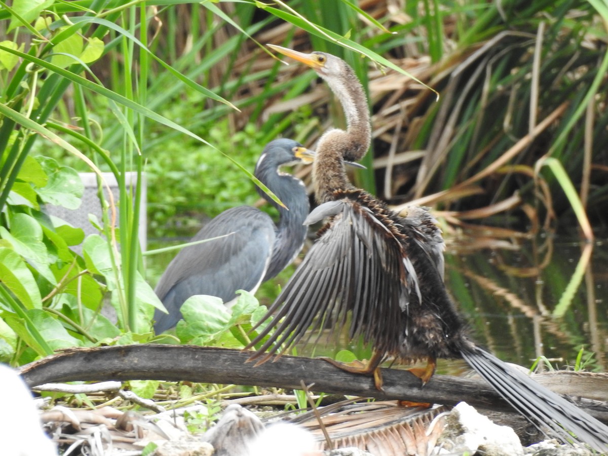 Anhinga - ML646012217