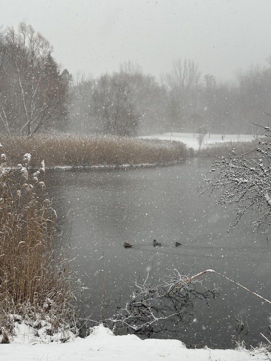 Bufflehead - ML646012218