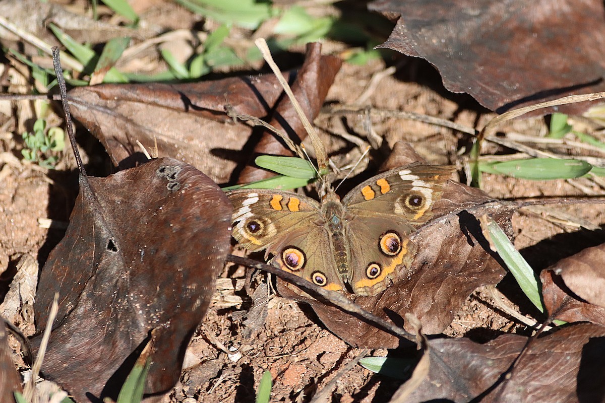 Common Buckeye - ML646012226