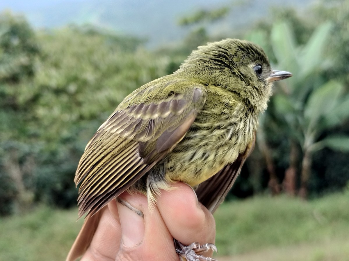 Оливковый тираннчик - ML646012227