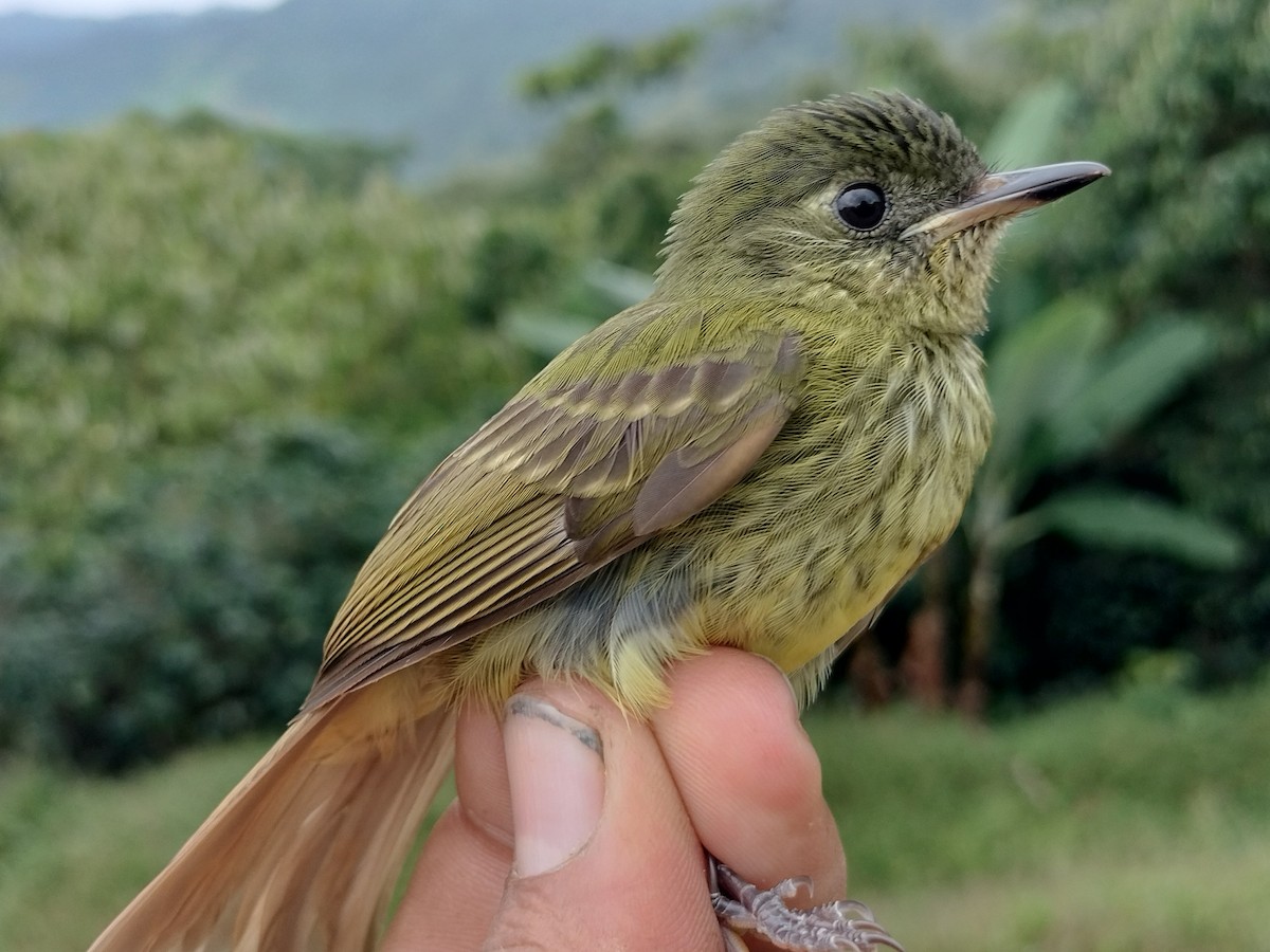 Оливковый тираннчик - ML646012228