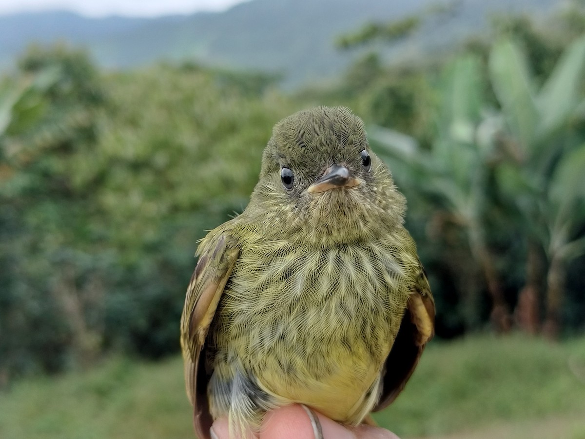 Оливковый тираннчик - ML646012229