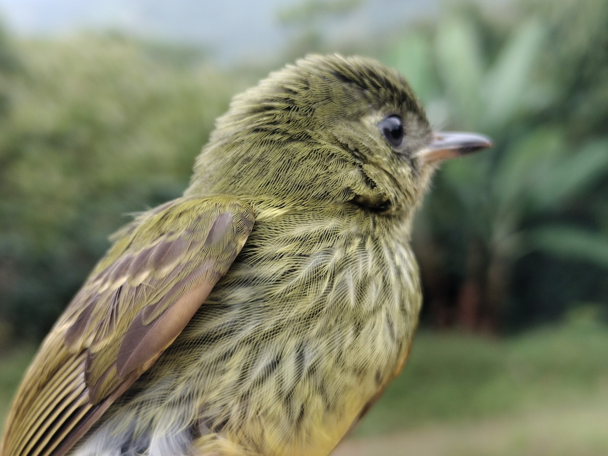 Оливковый тираннчик - ML646012234