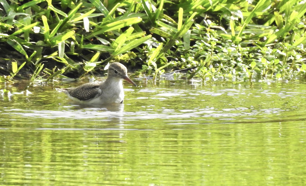 Spotted Sandpiper - ML646012250