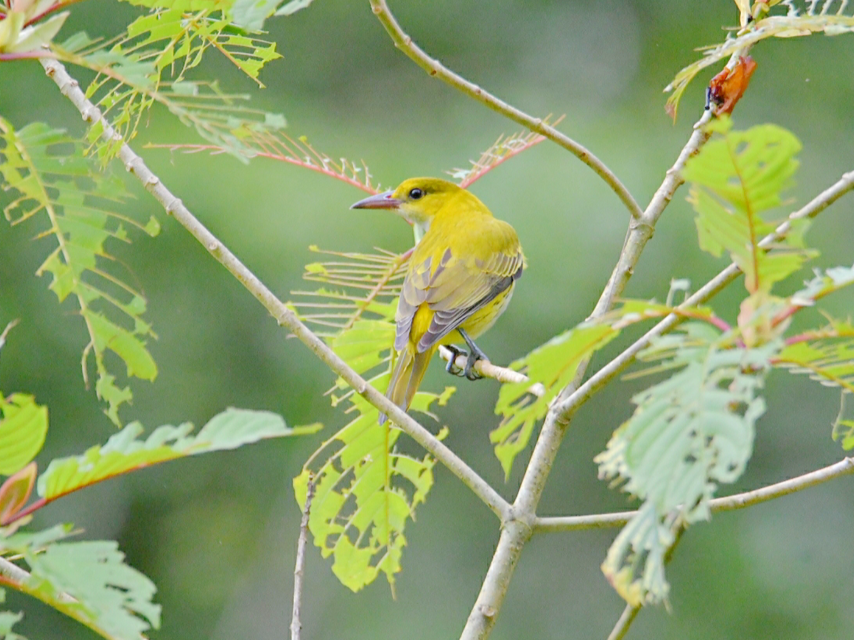 Black-naped Oriole - ML646012262