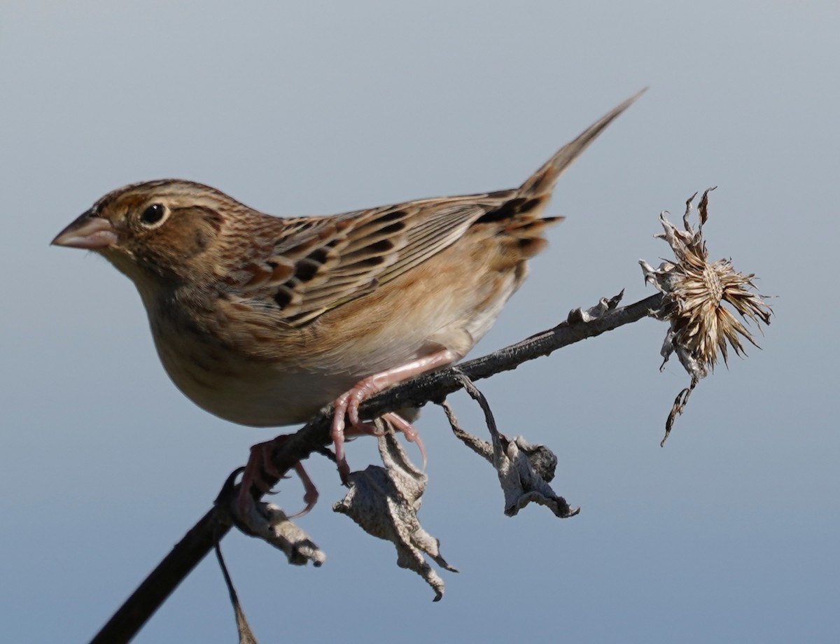 Grasshopper Sparrow - ML646012269