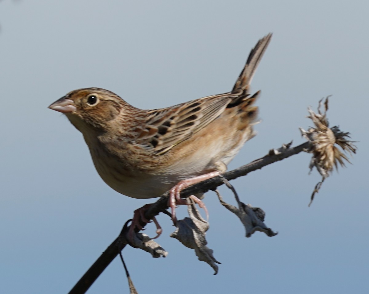 Grasshopper Sparrow - ML646012270