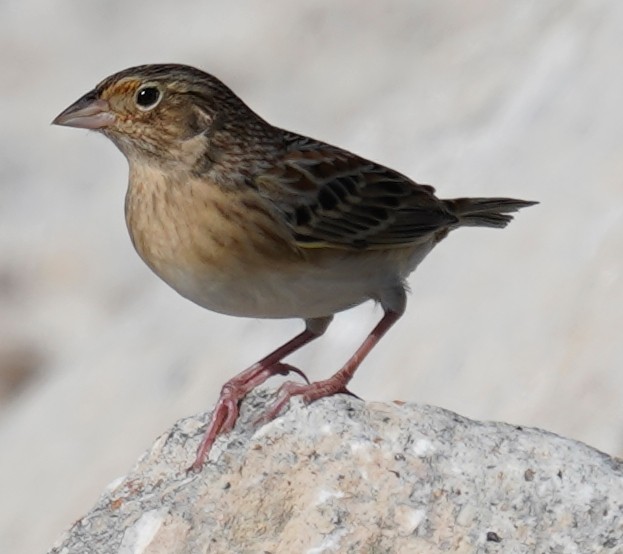 Grasshopper Sparrow - ML646012271