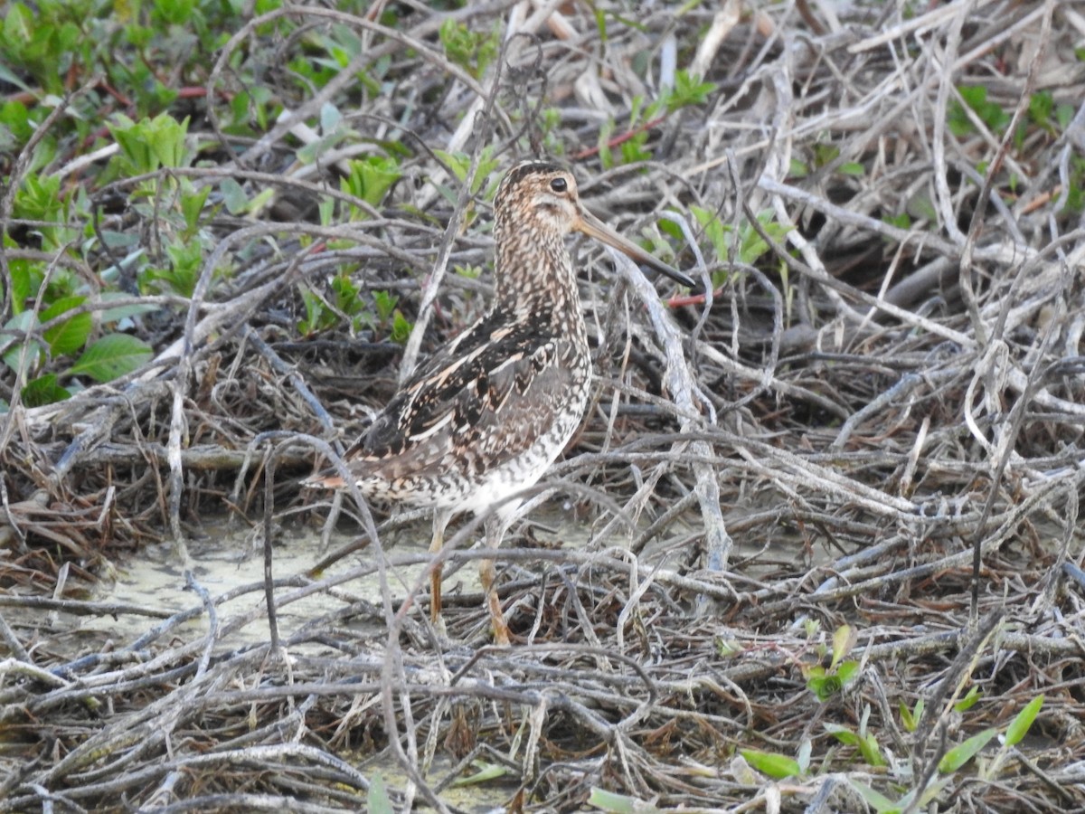 Pantanal Snipe - ML646012273