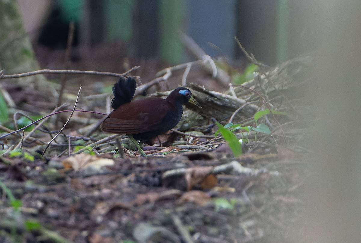 Blue-faced Rail - ML646012274